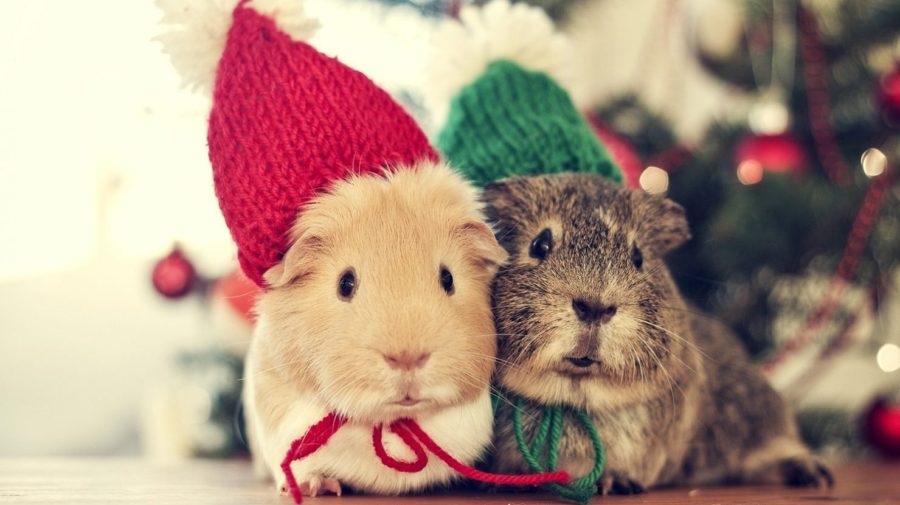 sweet-christmas-animals-cute-winter-cold-cozy-couple-holiday-mouse