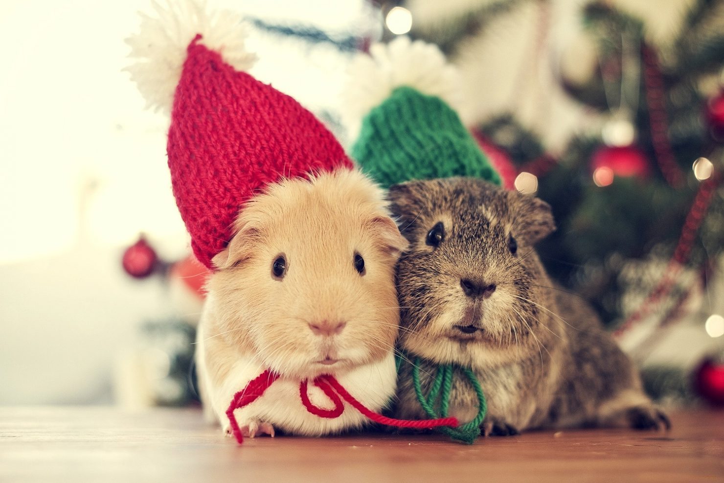 sweet-christmas-animals-cute-winter-cold-cozy-couple-holiday-mouse