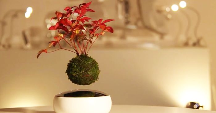 floating-bonsai-trees-air-hoshinchu-fb__700-png