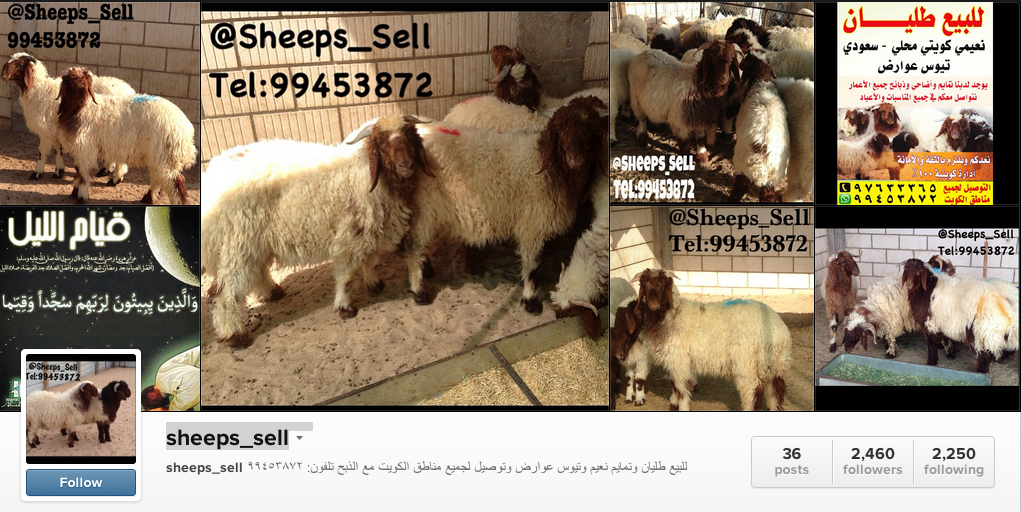 sheeps-sell-kuwait