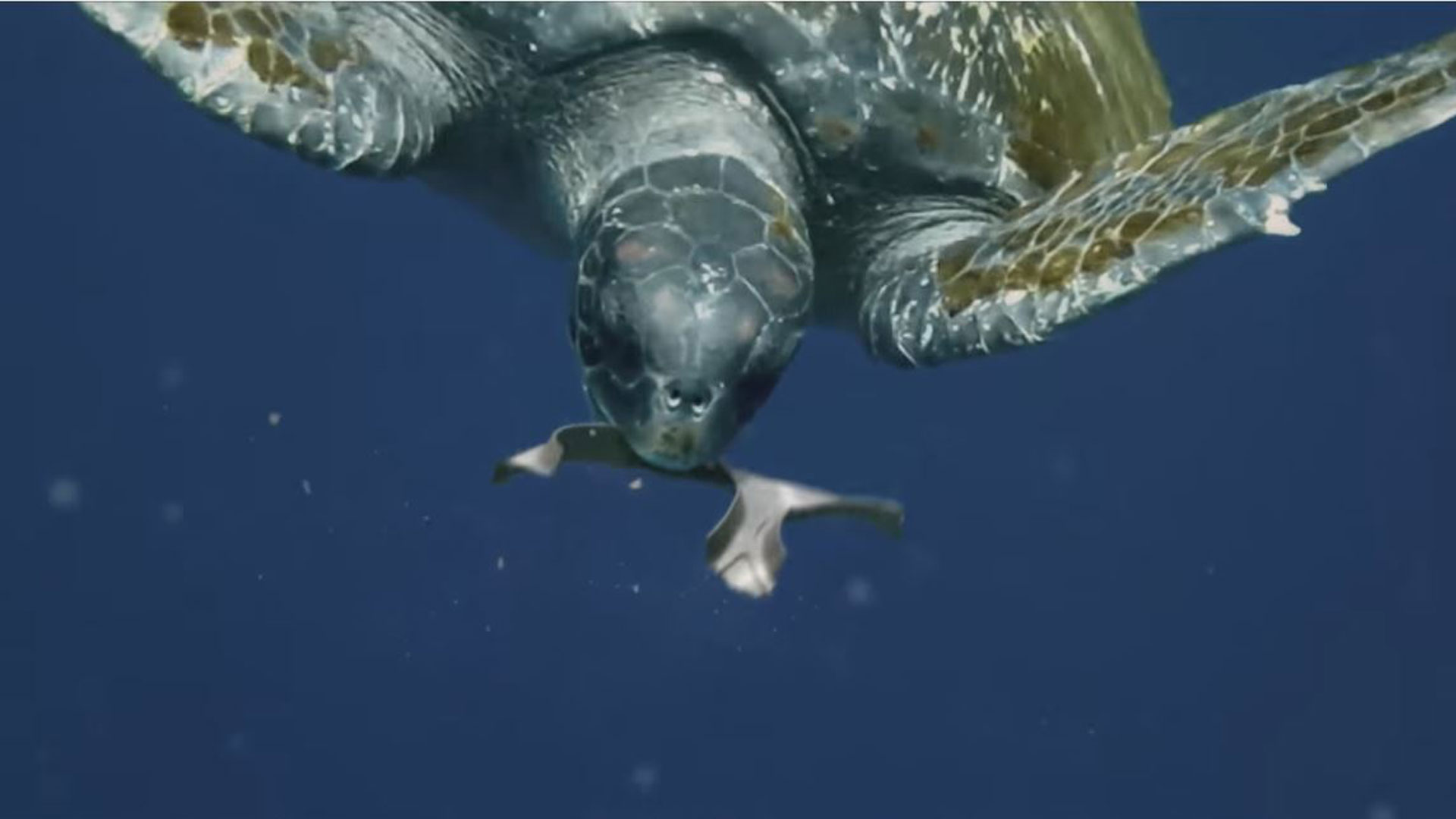 edible-rings-2_1463585856364_2360491_ver1.0