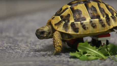 Korytnačka môže znova