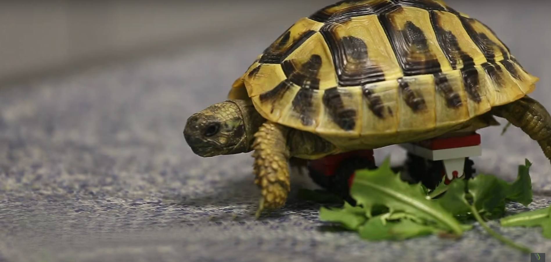 17475074_10208882560407901_790897013_o