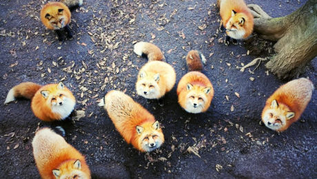 Víťazi 2016 iPhone