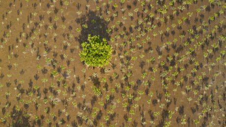 India mení históriu.