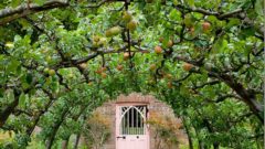 Česká aplikácia prišla