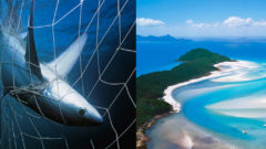 Austrálski ochranári zachraňujú