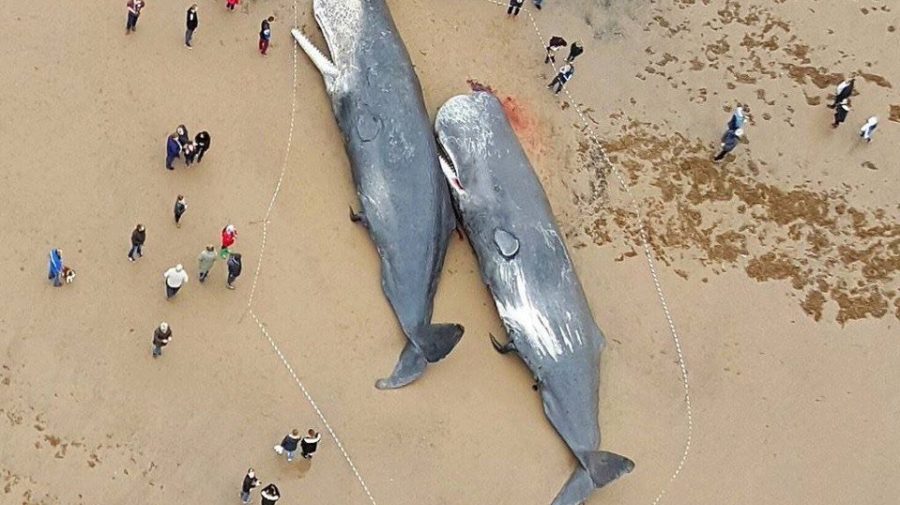 Sperm-Whales-Found-Dead-In-Germany-Stomachs-FULL-Of-Plastic-And-Car-Parts