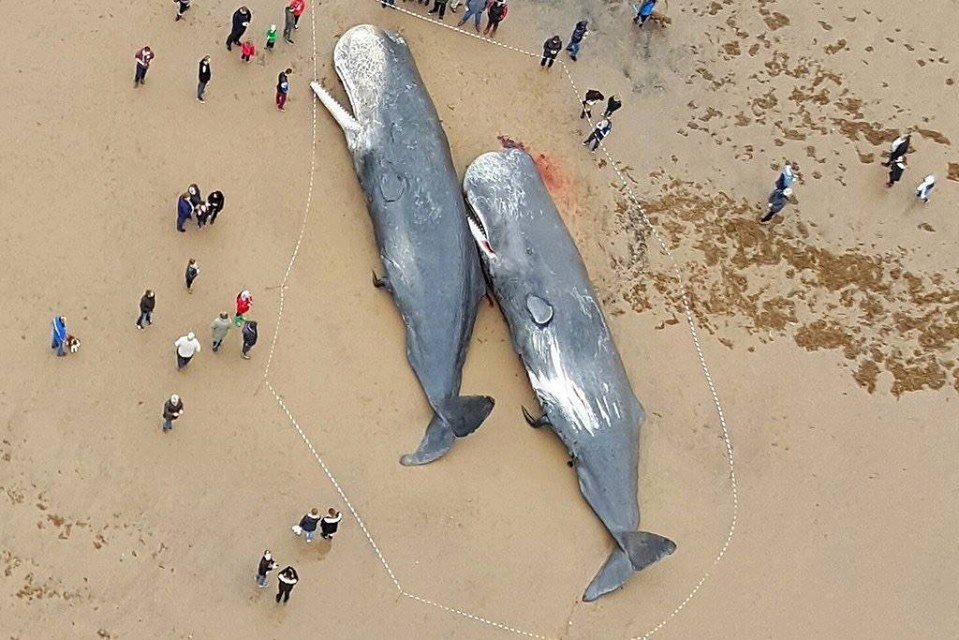 Sperm-Whales-Found-Dead-In-Germany-Stomachs-FULL-Of-Plastic-And-Car-Parts