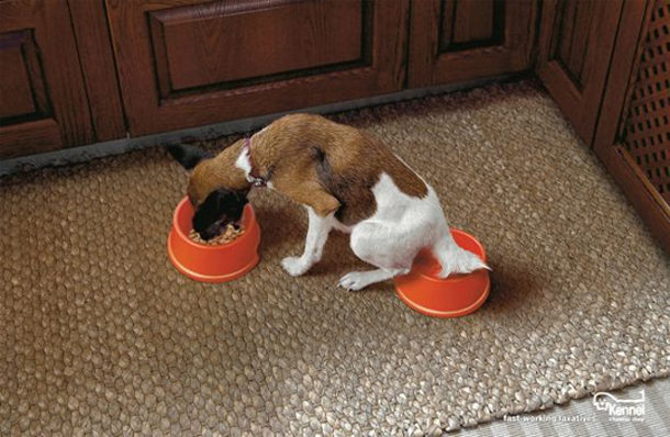 kennelfastworkinglaxatives