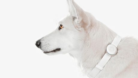 Slovensko-ruský startup Mishiko