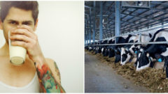 Mliečna alternatíva, ktorá