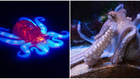 Vedci zostrojili robota,