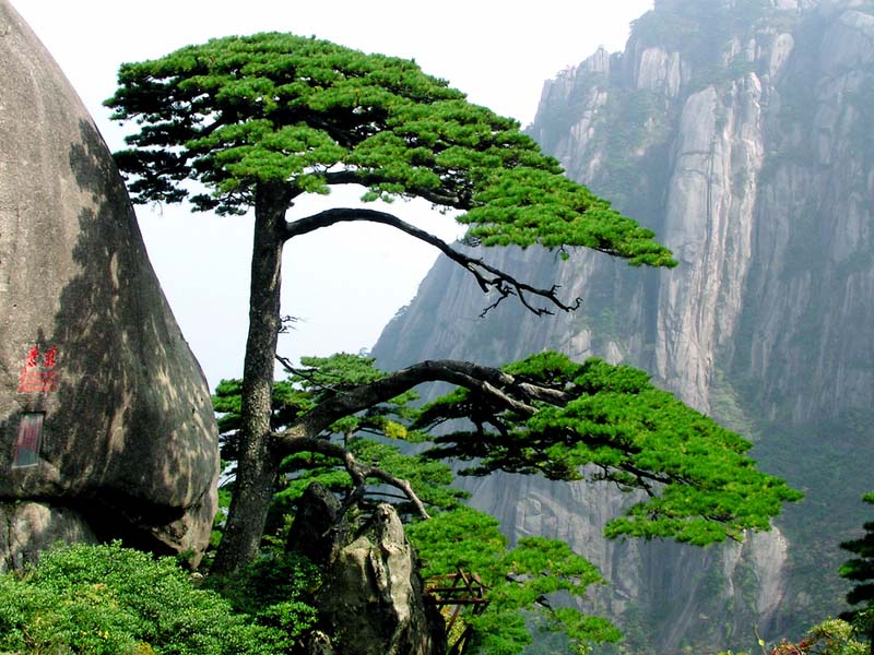 img-china-pinetree_big