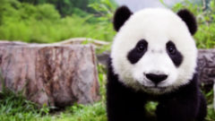 Pande veľkej svitá