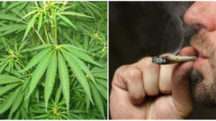 Nový výskum naznačuje,