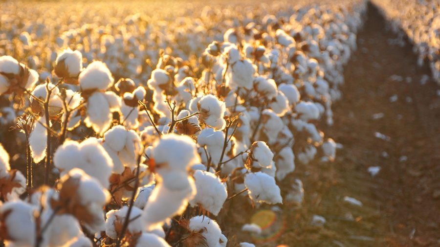 organic-cotton2