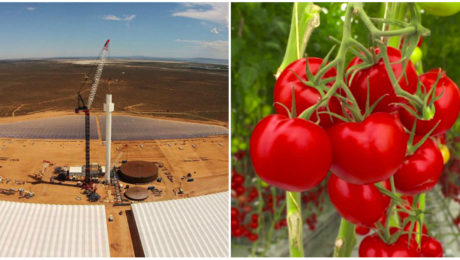 Vypestovať najekologickejšie paradajky