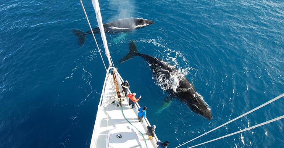 2 Humpback whales under the bow Photo: Ben Wallis Location: Dallmann Bay