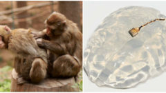 Chromá opica začala