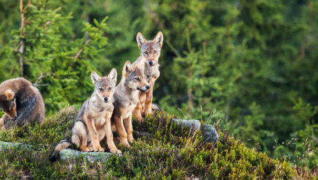 6 dokumentov, ktoré