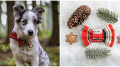 Pomáhať útulkom sa