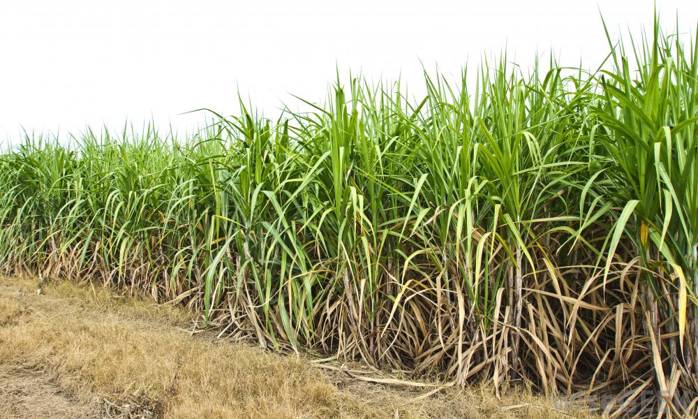field-of-sugar-cane