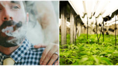 Pestovanie marihuanny nebolo