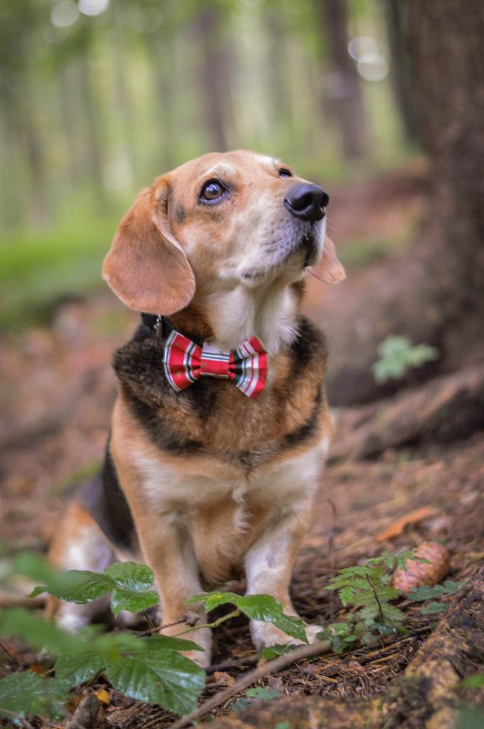 vianocny_pasiky_1024x1024