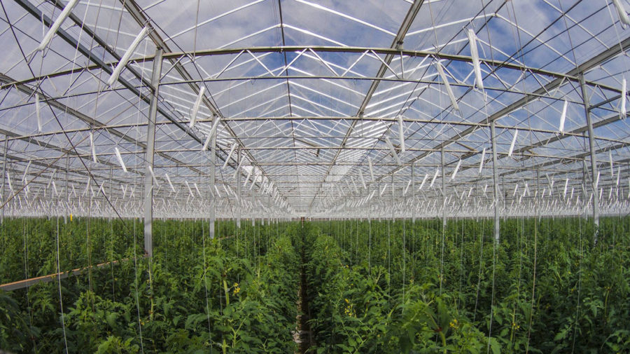 sundrop-farms-greenhouse