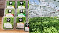 Najväčšia skleníková farma