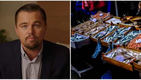 Leonadro DiCaprio najnovšie