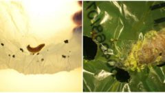 Húsenica požierajúca plasty