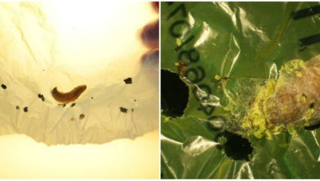 Húsenica požierajúca plasty