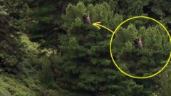 Slovákom sa podarilo