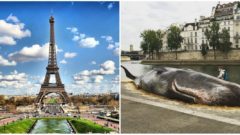 Paríž šokovala obria