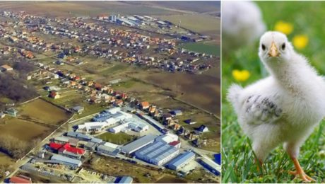 Kráľovské kura sa