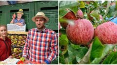 Dunajské jablká ukazujú,