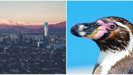 Čile zastavilo ťažobný