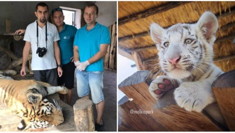 Slováci zachraňujú zvieratá