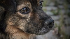 Svet obletelo emotívne