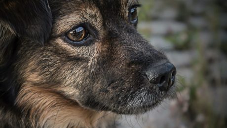 Svet obletelo emotívne
