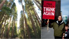 Vyrastú vďaka hlúpym