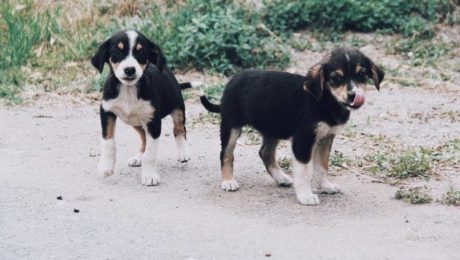 Preplnené útulky a