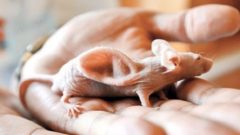 Medzidruhová generácia orgánov