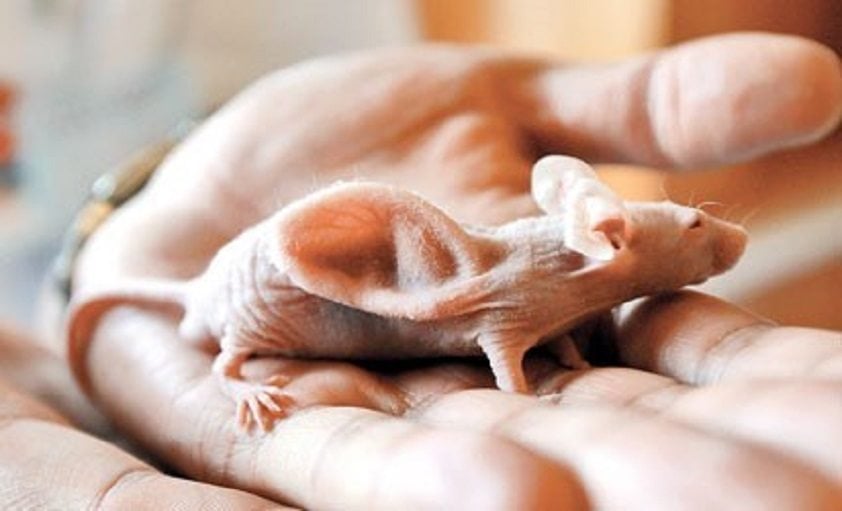 Bio-rubber-ear-on-rat