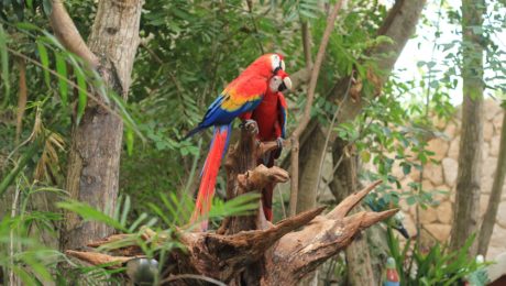 Udomácnené papagáje vedia