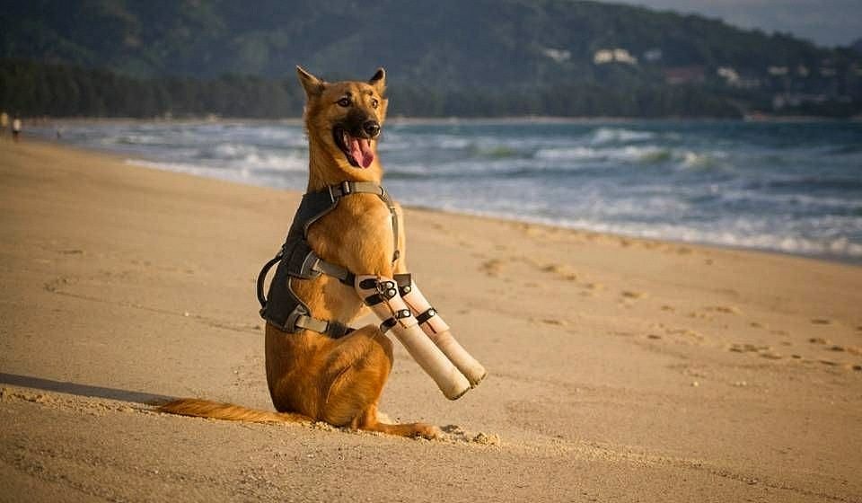 25152140_1713555132022555_929079743945841265_n