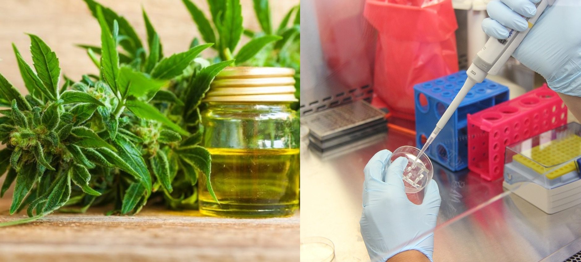 imgonline-com-ua-twotoone-5luwTYZev6V