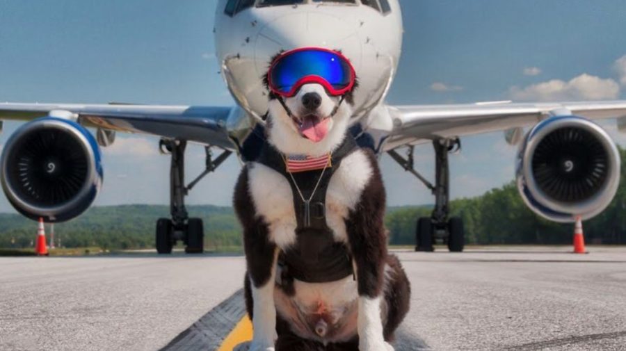 pes-zachrana-letiska